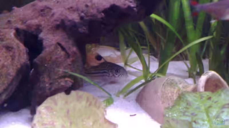 einer der drei Leos von Chris (8)