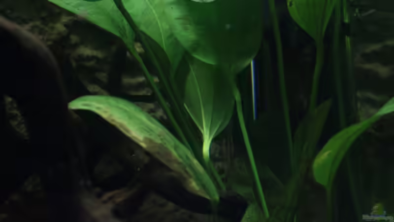 Echinodorus latifolius im Aquarium pflegen (Einrichtungsbeispiele für Mittlere Schwertpflanze)