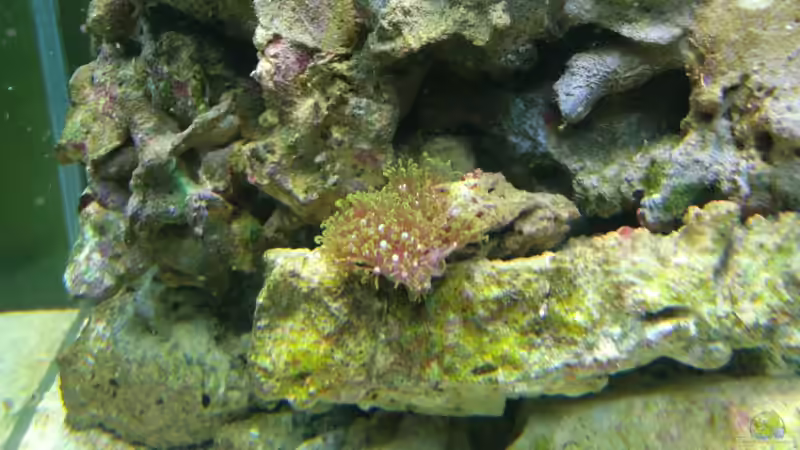 Einer der Esten von Jademeister (27)