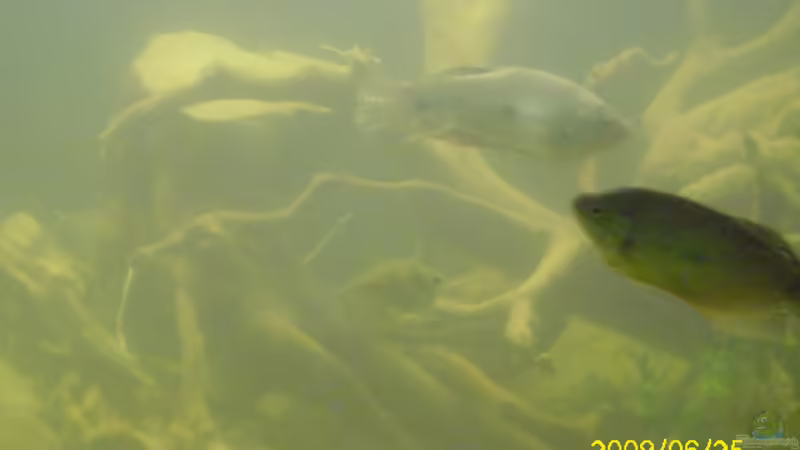 einer der fadenfische  von Herbert Baier (32)