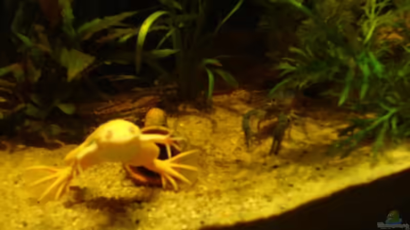 Einer der Frösche und einer der Krebse lol, der andere is rot und etwas größer von MarcFaßbender (3)