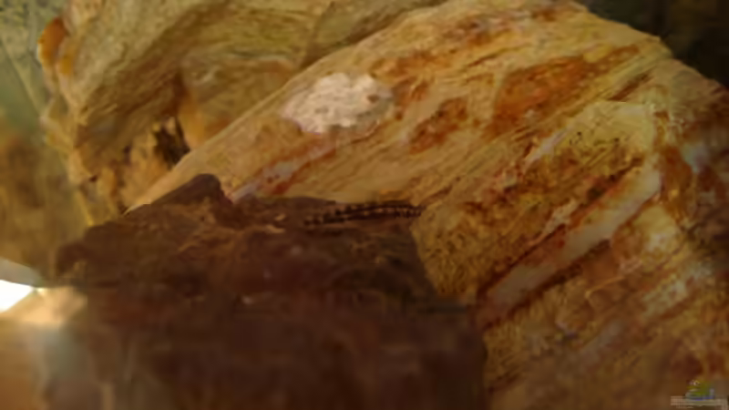 Einer der ganz kleinen von Capitan Hook (23)