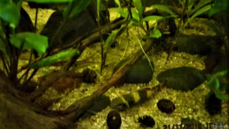 Einer der Garras von okefenokee (66)