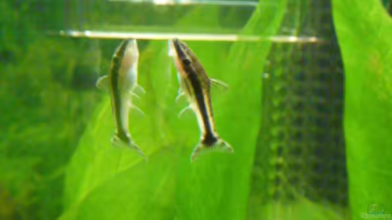 Einer der Gebäudereiniger von Normen Mosick (13)