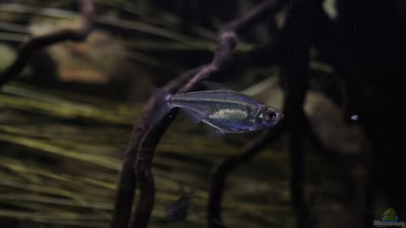 Einer der gelben Kongos in echt wundervollem Farbkleid von Florian Bandhauer (67)