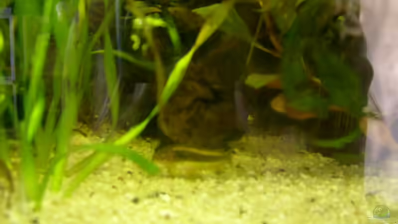 Einer der Gldstreifen Panzerwelse von Vanessa Hansen (13)