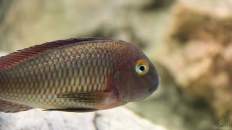 einer der größeren, schon ohne Steifen von Markus Walter (32)