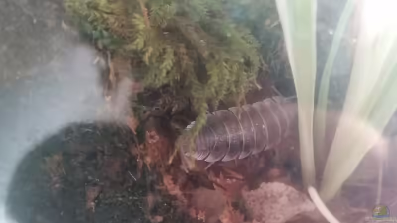 Einer der größeren Bewohner: ein ausgewachsenes Männchen mit fast 4cm Körperlänge von Hexe (2)