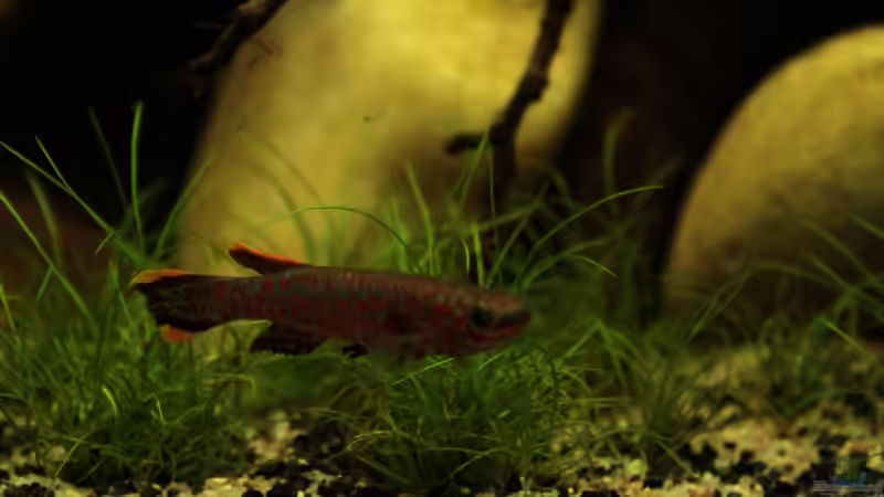 einer der Killi Männchen von die Perle... (68)