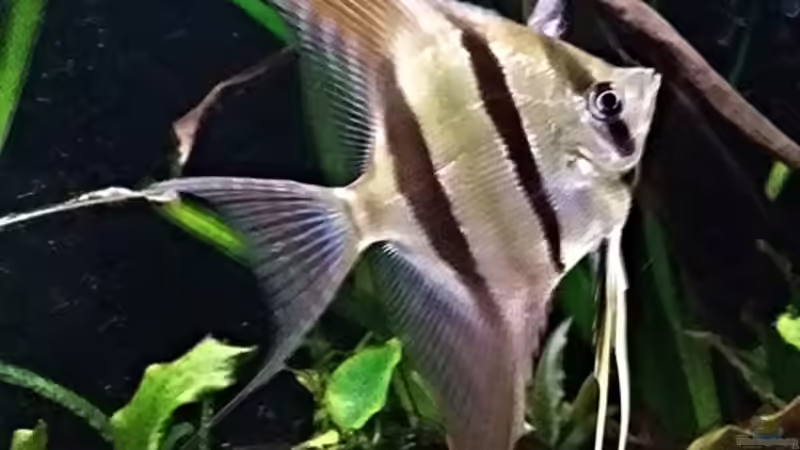 Einer der Kleinen 06.2015 von Dani B (25)