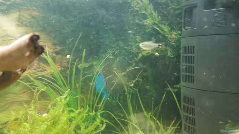 Aquarien mit Hyphessobrycon anisitsi (Rautenflecksalmler)