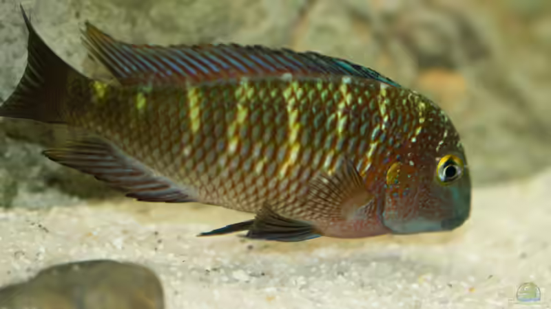 einer der kleineren, mit Streifen von Markus Walter (33)