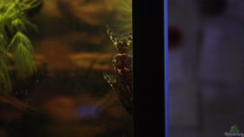 Einer der Kongo Welse /Synodontis nigriventis von Florian Bandhauer (56)