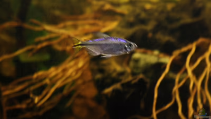 Einer der Kongos ! von Florian Bandhauer (63)