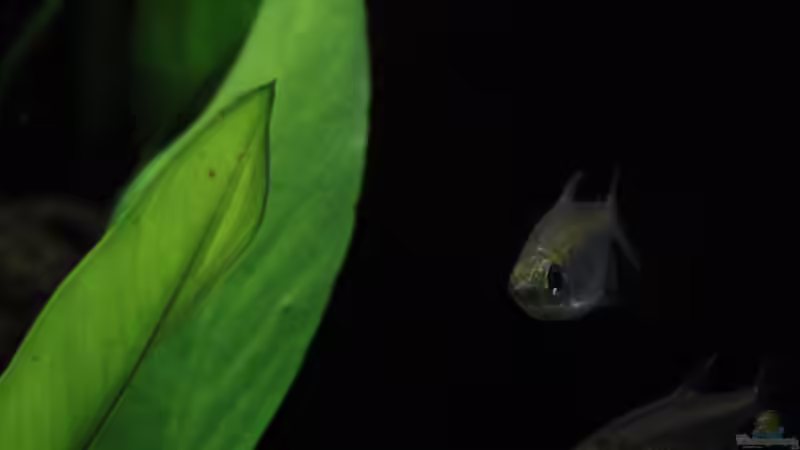 Einer der Kongosalmler im Tank von Florian Bandhauer (102)