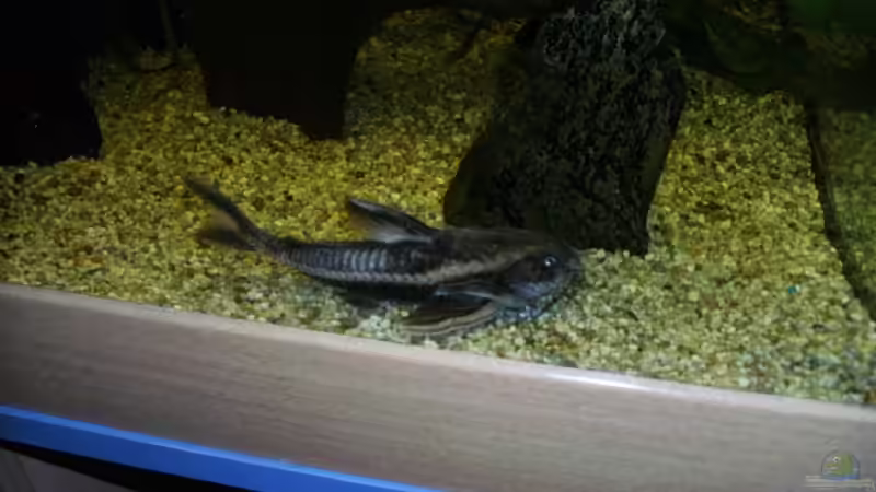 einer der Liniendornwels(der kleine) von phoenix81 (14)