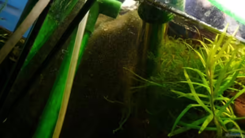 Einer der Luftheber von Cichlid Power (11)