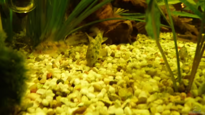 einer der marmorierten Panzerwelse von Josef Braun (31)