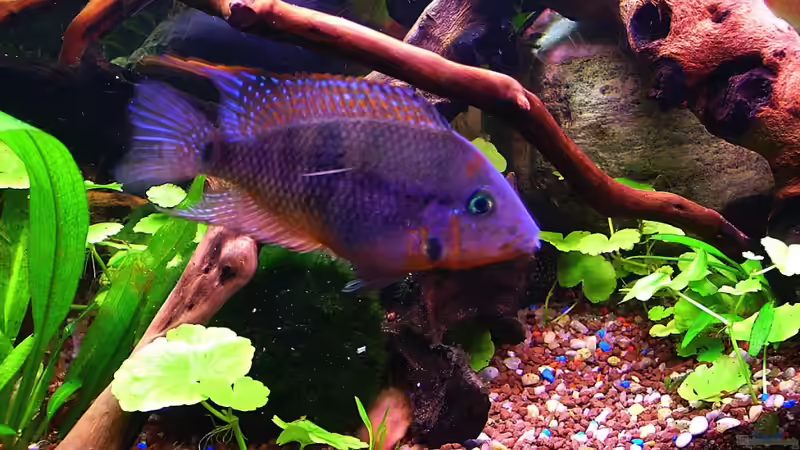 einer der meekis von Falk (30)