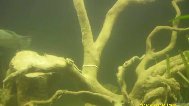 einer der moorkienwurzeln  von Herbert Baier (20)