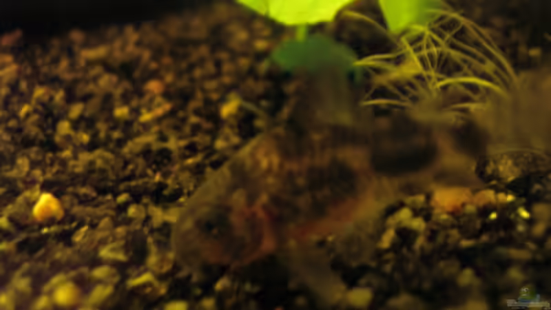 einer der neuen Cory´s am 07.08.2012 (ca. 1cm groß) von Südamerikafreak BK (42)