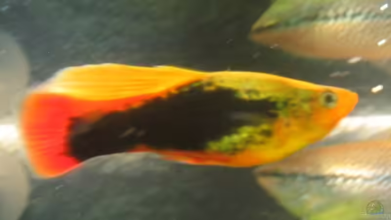 Einer der neuen Platies von Christian Trommer (29)