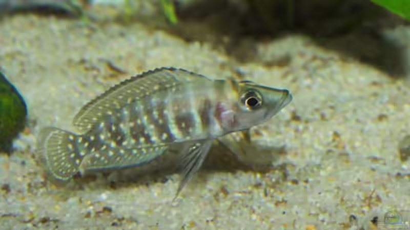 einer der noch etwas schüchternen Altolamprologus calvus von Oxid (8)