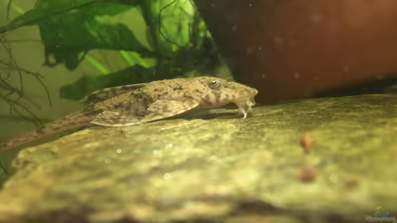 Einer der ollen Hexen von LaTun (4)