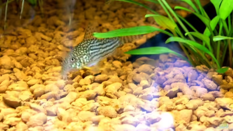 Einer der Orangeflossen Welse von Daniel Hentschel (5)