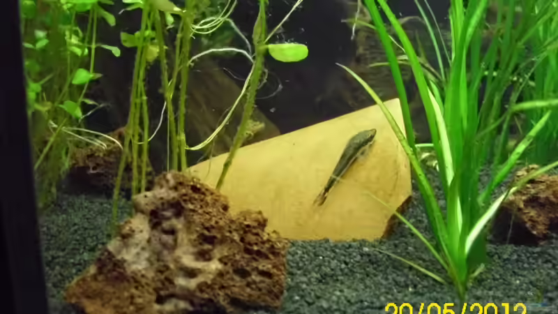 Einer der Otocinclus affinis von Günther Kröger (57)