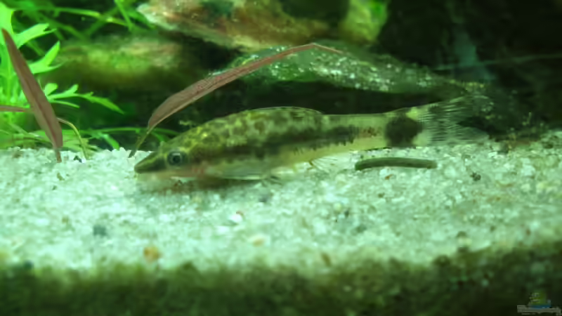 Einer der Otocinclus hoppei von Fuujida (30)