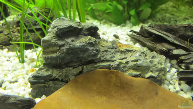 Einer der Pagogensteine von Locke1992 (11)