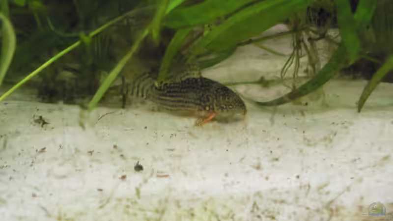 Einer der Panzerwelse von flixkohl (6)