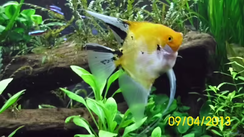 Einer der Red Devil Skalare jetzt ca 12 cm Länge von Günther Kröger (39)