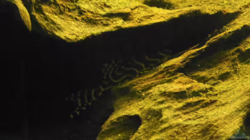 Einer der sehr scheuen L-333 von Tom G. (18)