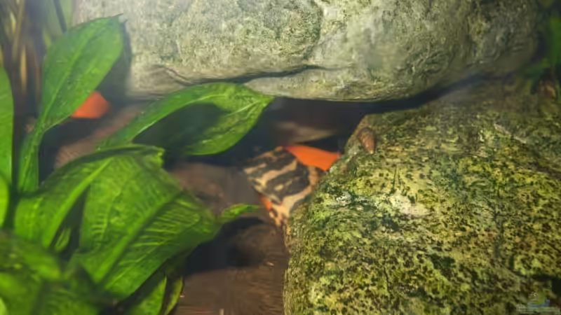 Einer der versteckt lebenden L134 Peckoltia sp.  von Stefan Hartl (5)