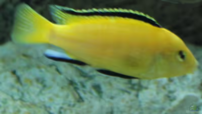 Einer der Yellow Böcke von TheToxicAvenger (56)