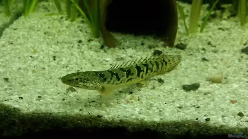 Einer der zukünftigen Bewohner. von David S. (3)