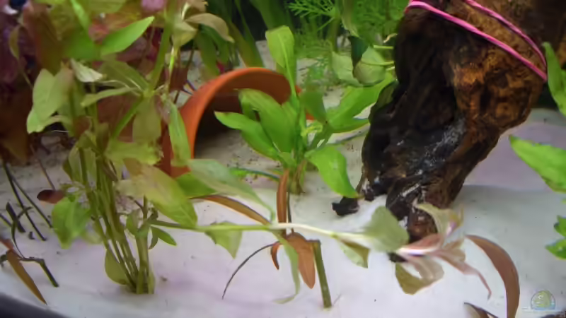 einer der zwei halben tontöpfe von Gerd Bunge (7)