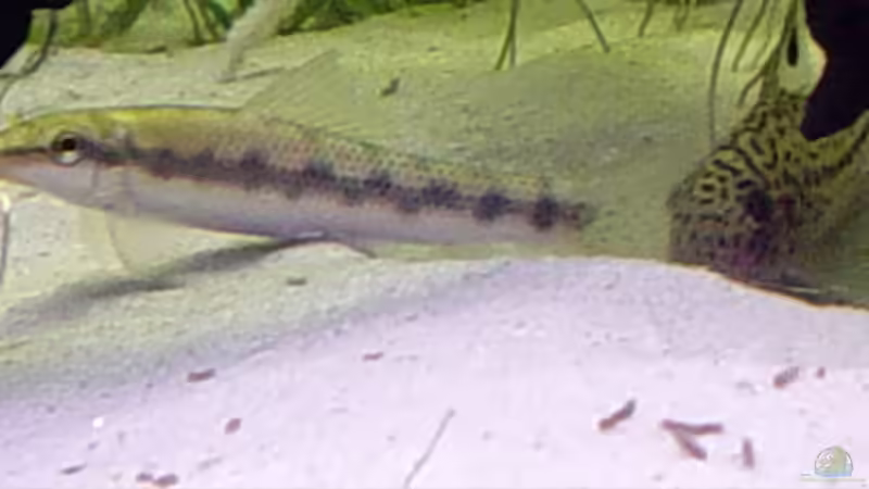 Einer der Zwergharnischwelse, dahinter ein sich versteckender Cory von Marko Lütgens (20)