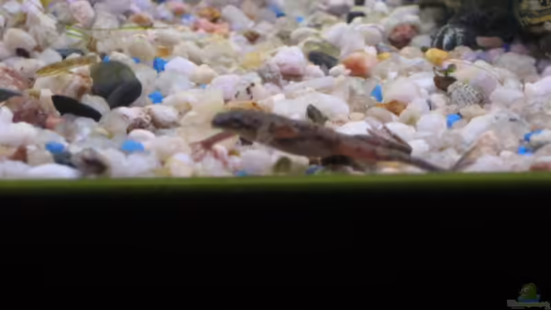 Einer meiner 2 Frösche von Florian Junker (6)