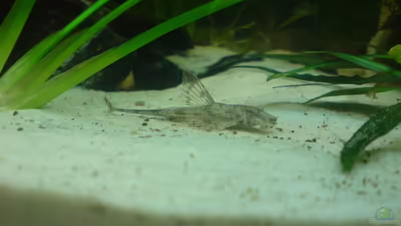 Einer meiner 2 Hexenwelse von Manuel Brandt (29)