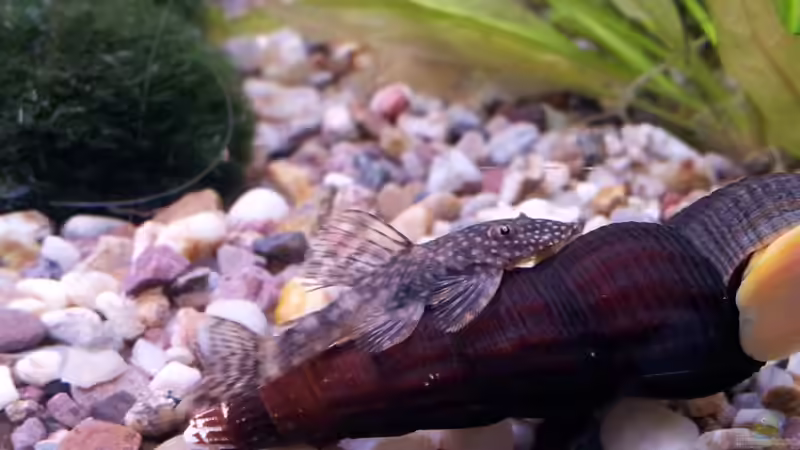 Einer meiner 4 Antennenwelse und meine Schnecke von Snawatz (21)