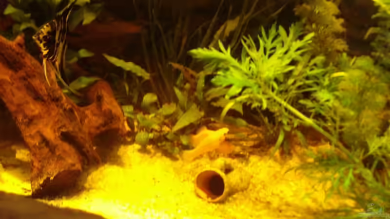 Einer meiner 4 Skalare von MarcFaßbender (4)