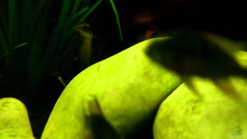 Einer meiner Aale.Falls es irgendwann eine neue digicam gibt,werden die Bilder auch besser von Stefan Saal (12)