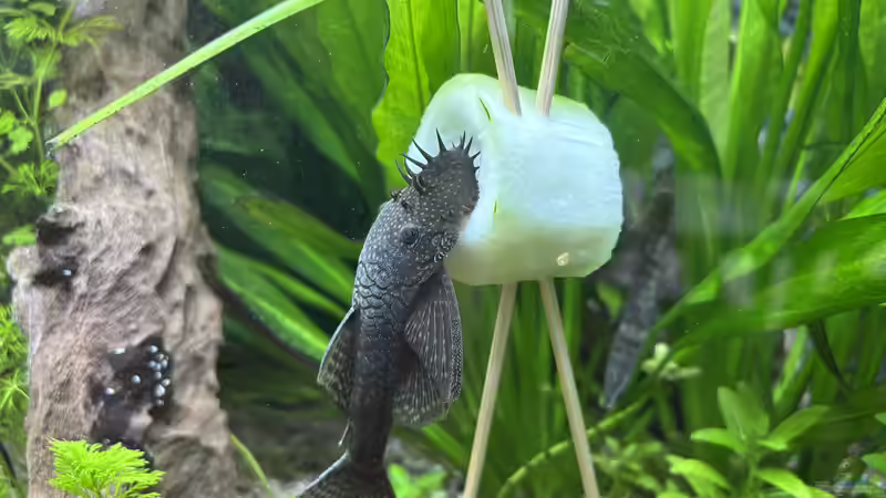 Einer meiner Ancistrus  von pelo (8)