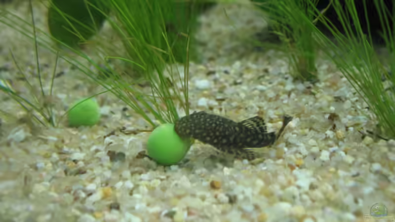 Einer meiner Antennenwelse beim Rosenkohl mampfen von MaikH (7)