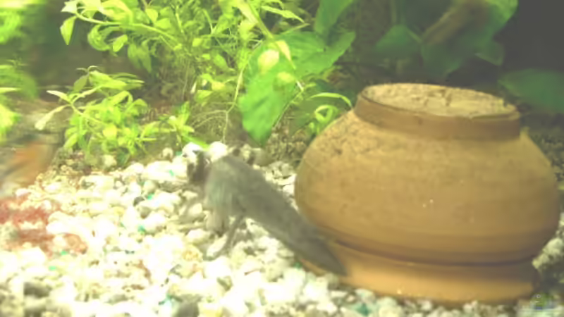 EINER MEINER AXOLOTS VOR SEINER H??LE von Emmy Bergmann (14)