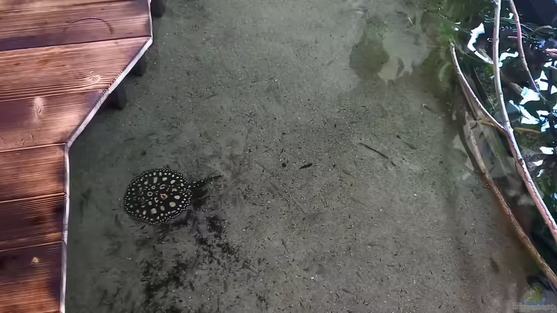 Einer meiner bd-rochen von Daniel Mayer (4)