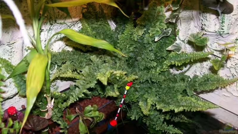 Einer meiner beiden Lederfarne. von Theo Heimann (8)